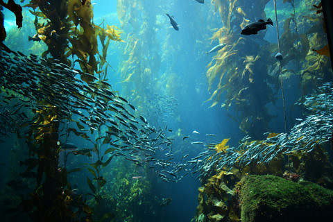 Photo of a kelp forest from below, underwater.